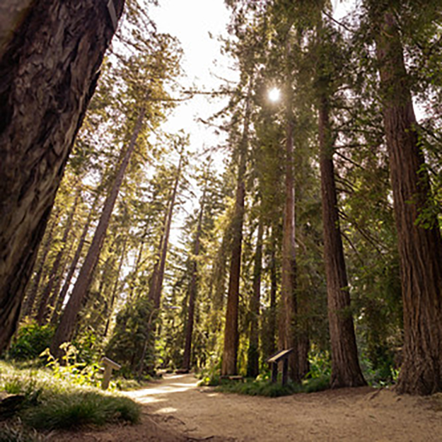 Sunlit redwood forest with towering trunks and a winding dirt path