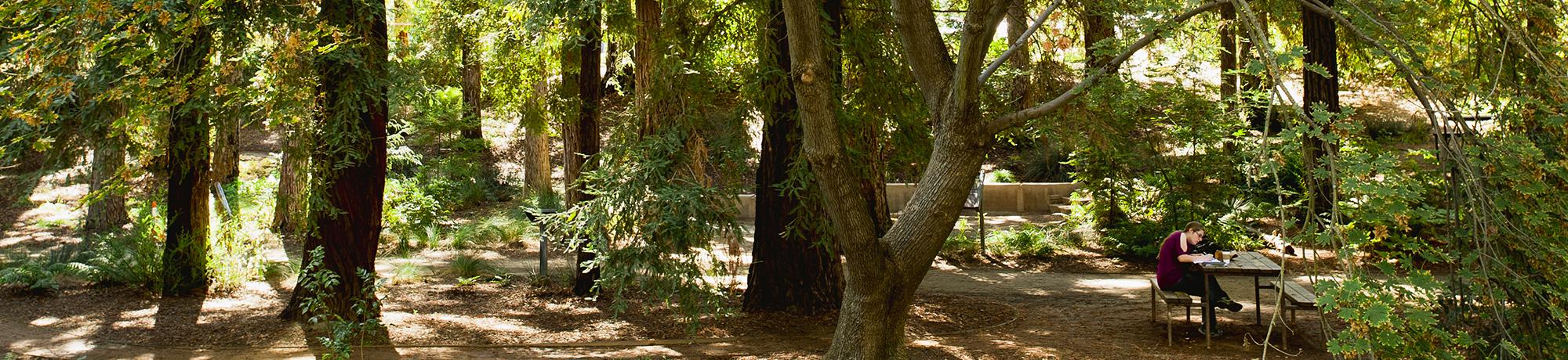 woman writing at a table in the uc davis arboretum redwood grove