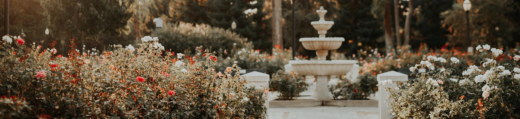 rose garden at sacramento state capital garden